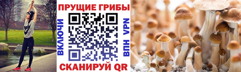 хочу   Спасск-Дальний  Псилоцибиновые грибы Psilocybine cubensis 
